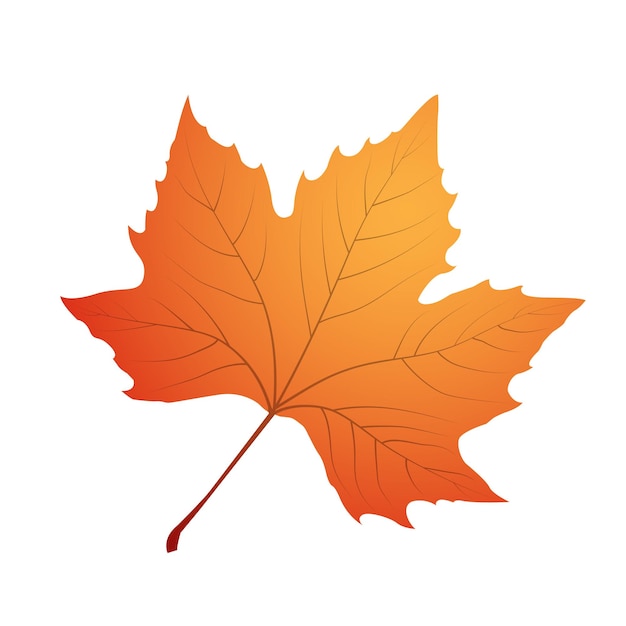 Premium Vector | Maple autumn leaf vector illustration