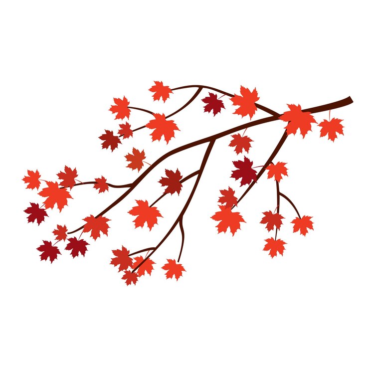 Vector maple branch autumn