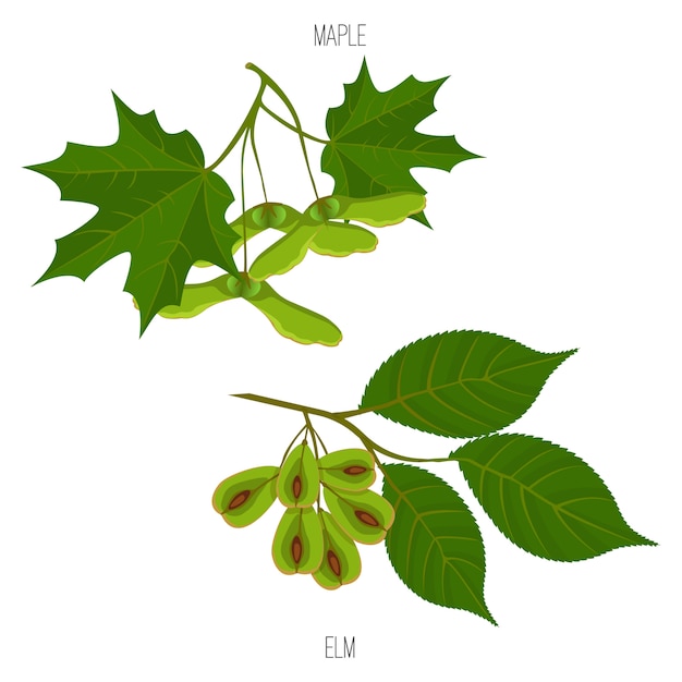 Maple and elm leaves and seeds vector green acer leaf samples isolated 