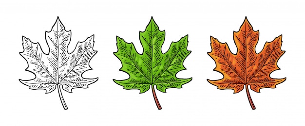 Maple green and orange leaves set