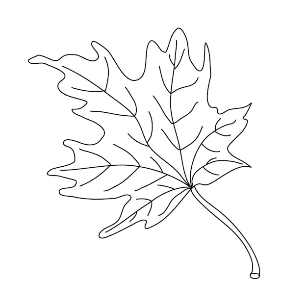 Maple leaf in doodle style Isolated black outline