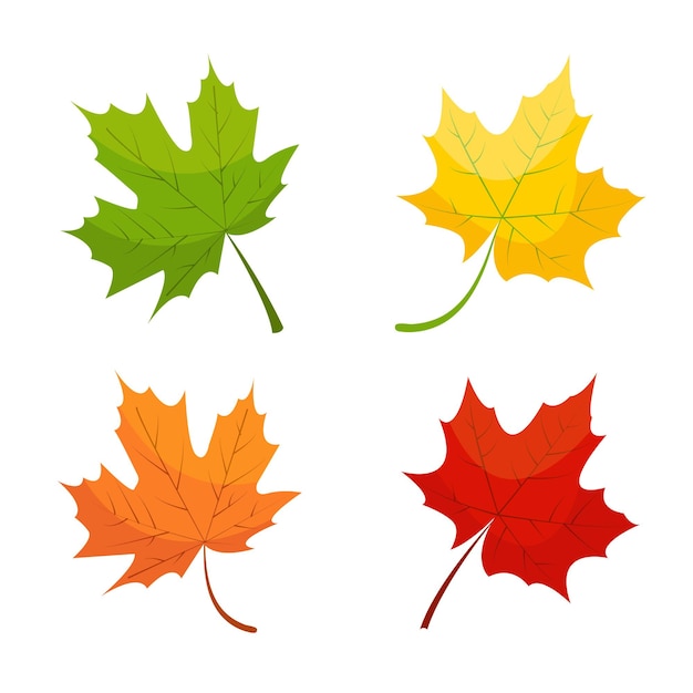 Maple leaf icons in red yellow and green colors isolated on white