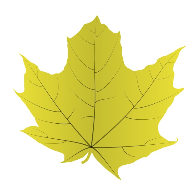 Maple Leaf Isolated on White Background. Vector Illustration. EPS10