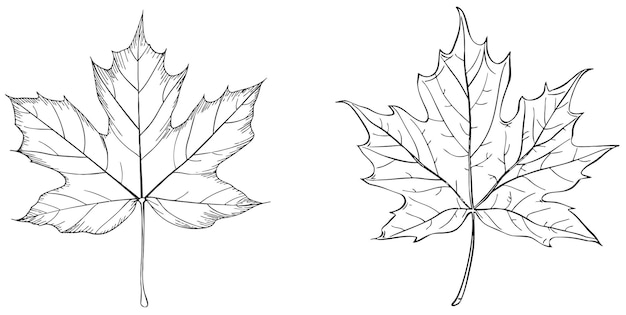 Vector maple leaf line art contour drawing