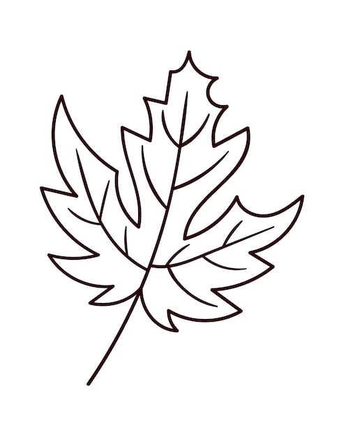 Vector maple leaf lined