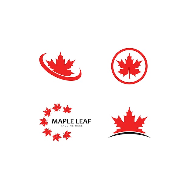 Vector maple leaf logo template vector icon illustration