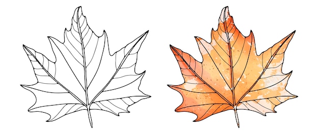 Maple leaf outline on a white background for coloring books and designs Orange maple leaf in watercolor drawing style Object for decorations and creating patterns and backgrounds