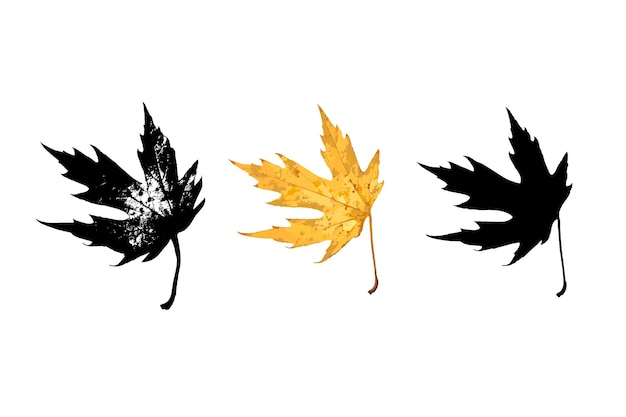 Maple Leaf realistic drawing silhouette print