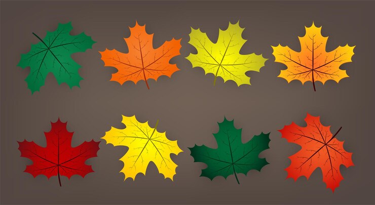 Vector maple leaf set