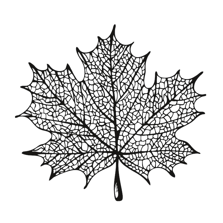 Vector maple leaf silhouette vector illustration isolated on white background