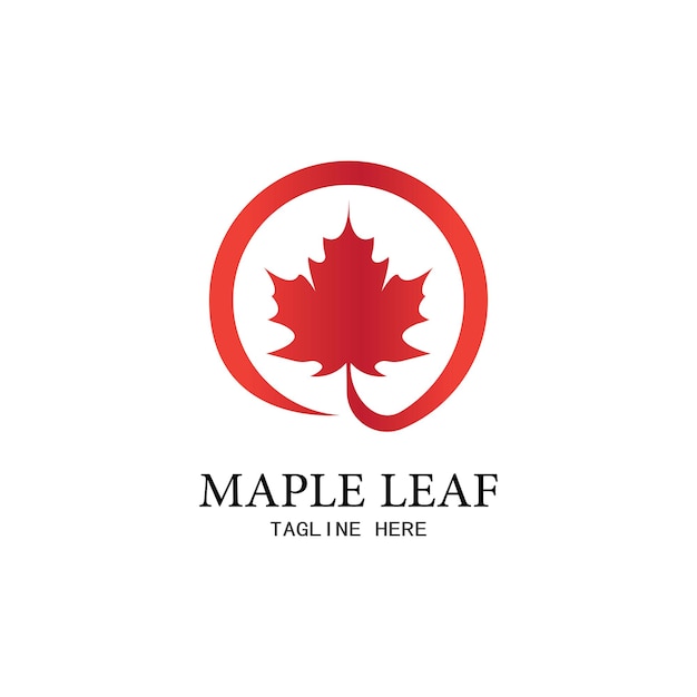 Maple leaf vector illustration design template