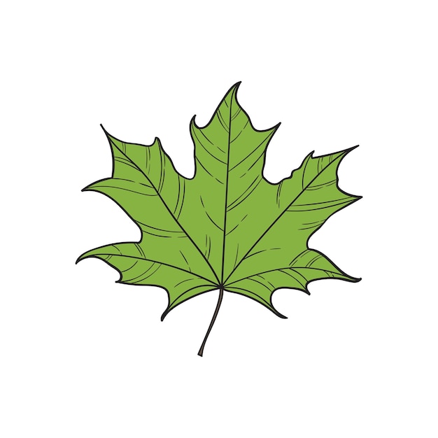 Maple leaf vector illustration