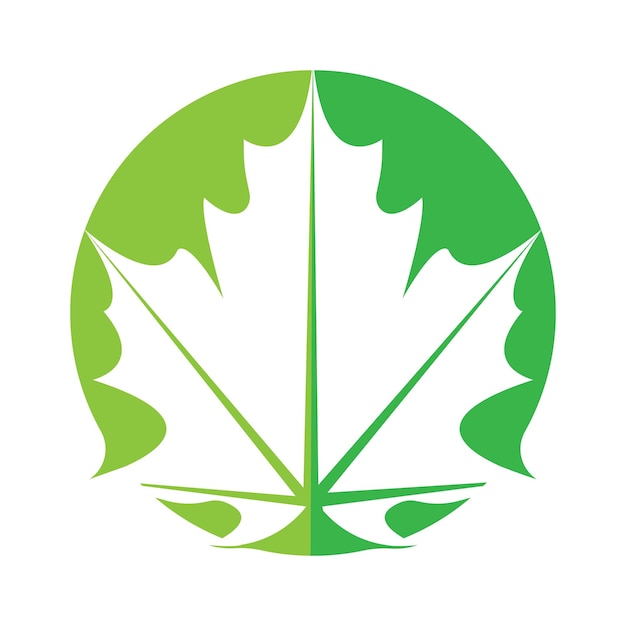 Maple leaf vector illustration