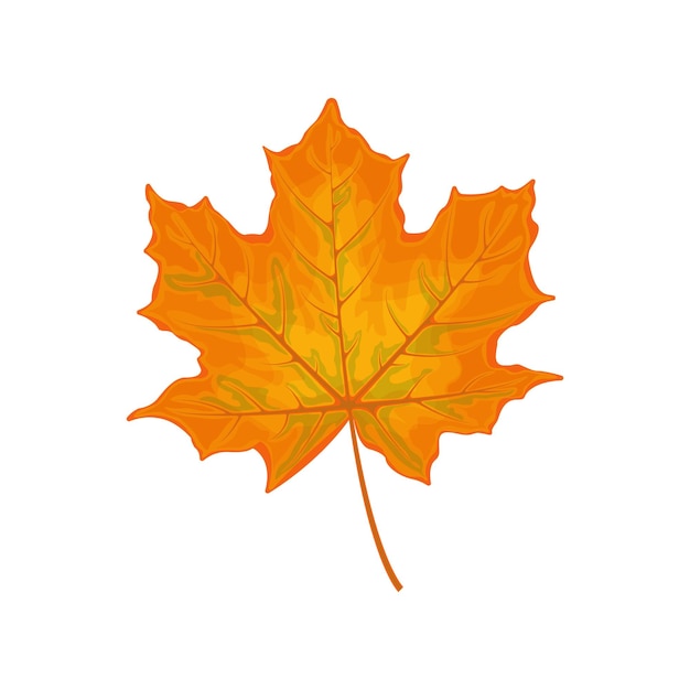 Maple leaf yellow maple leaf a dry autumn leaf of a maple tree vector illustration isolated on a white background