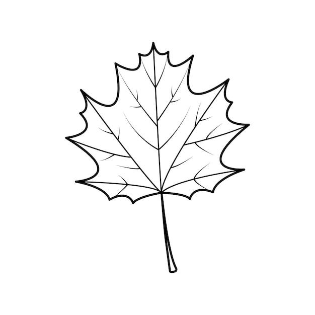 Maple Leaf