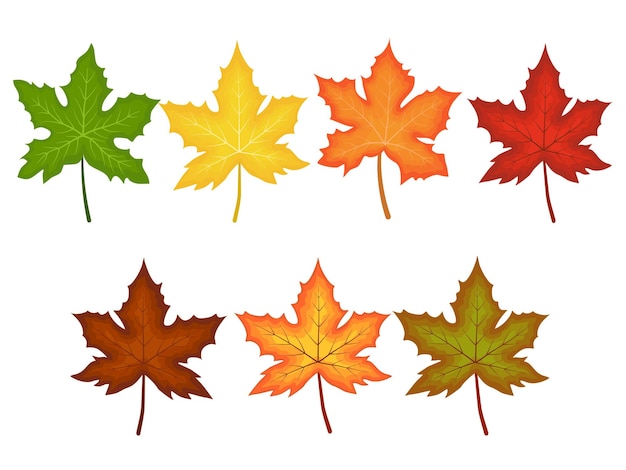 Maple leaves collection