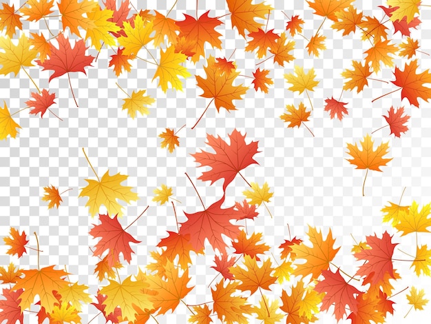 Maple leaves vector illustration autumn foliage on transparent background