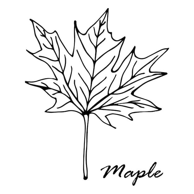 Maple tree leaf hand drawn vector illustration.