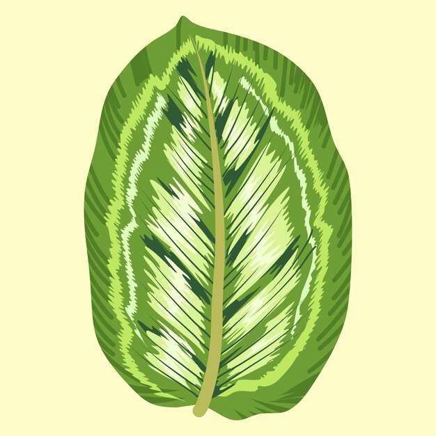Vector marantaceae illustration plant vector file eps