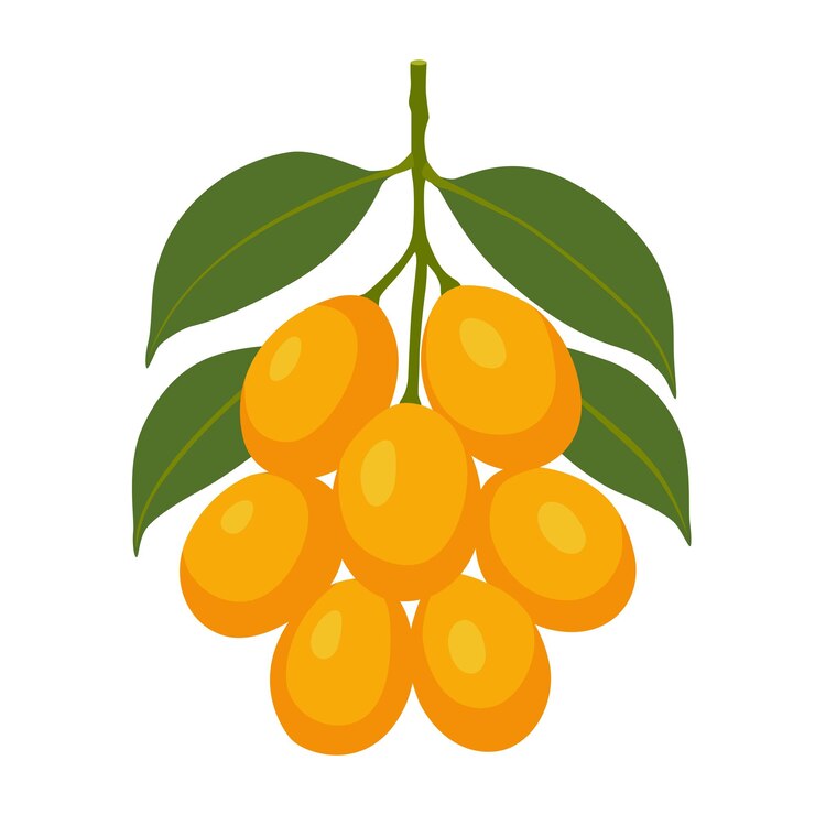 Vector marian plum fruits isolated on white background vector eps 10
