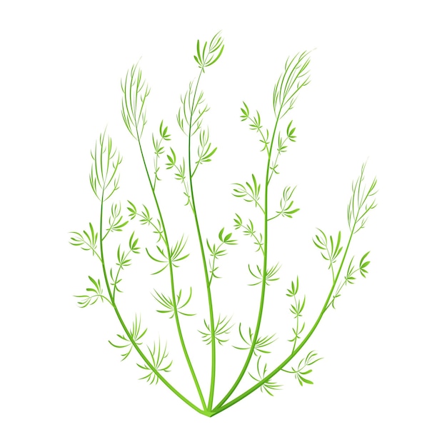 Mariene groene algen aquariumplant geïsoleerd op witte achtergrond vector illustratie hoornblad