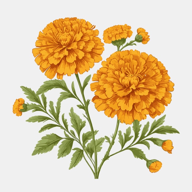 Vector marigold background vector