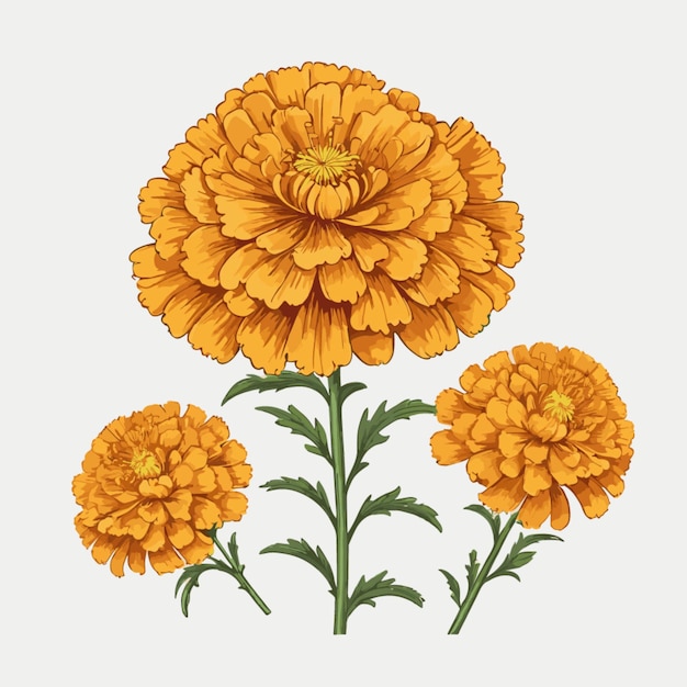 Vettore vettore di sfondo marigold