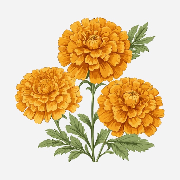 Vector marigold background vector