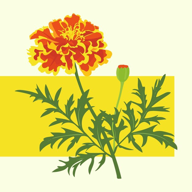 Vector marigold bloem met knop en tak
