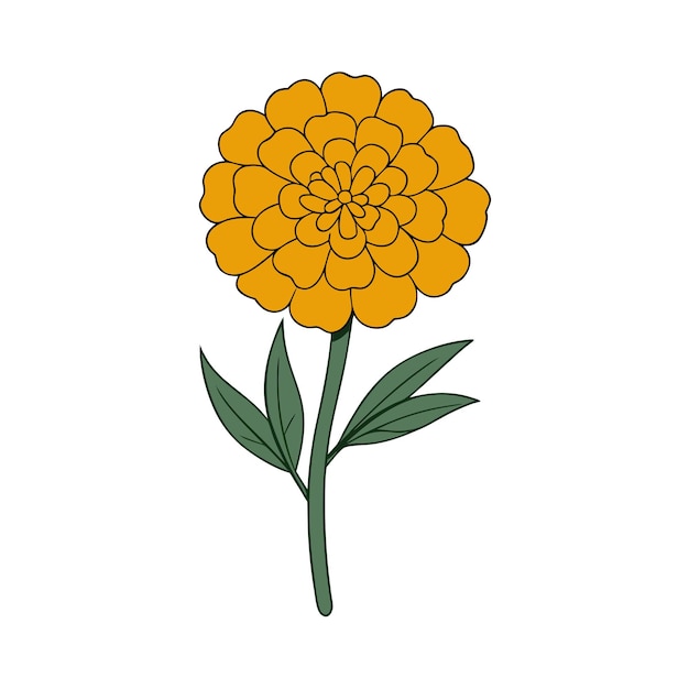 marigold flower vector line art illustration