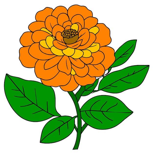 Vector marigold flower with green leaves