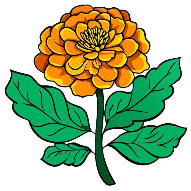 Vector marigold flower with green leaves