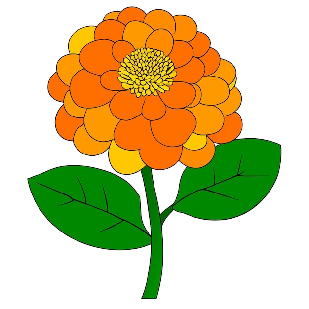 Vector marigold flower with green leaves