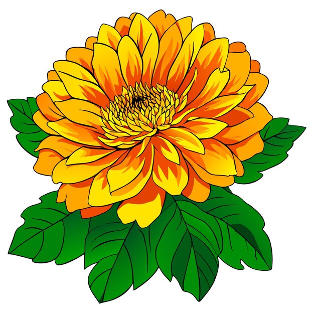 Vector marigold flower with green leaves