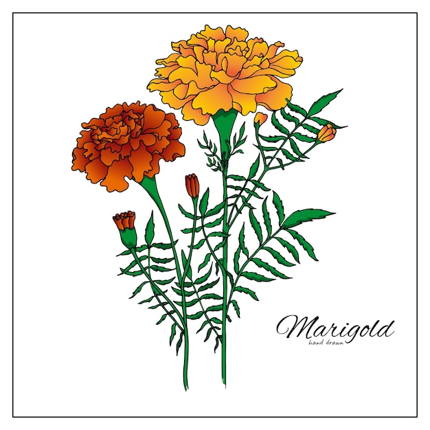 Vector marigold flowers blossoms orange tagetes or cempasuchil mexican dia de los muertos