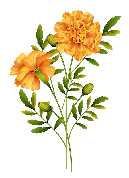 Vector marigold flowers isolated on white