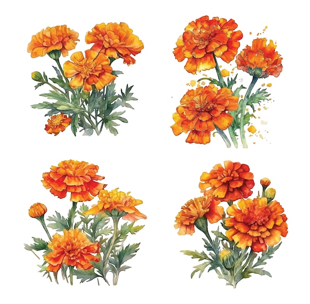 Marigold flowers watercolor paint collection