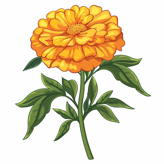 Vettore fiori di marigold