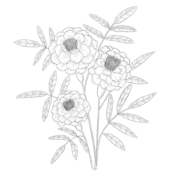 Vector marigold outline vector botanical illustration