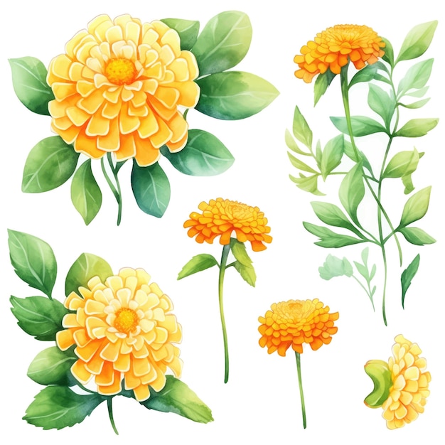 Цветы акварели Мэриголд и векторный набор листьев