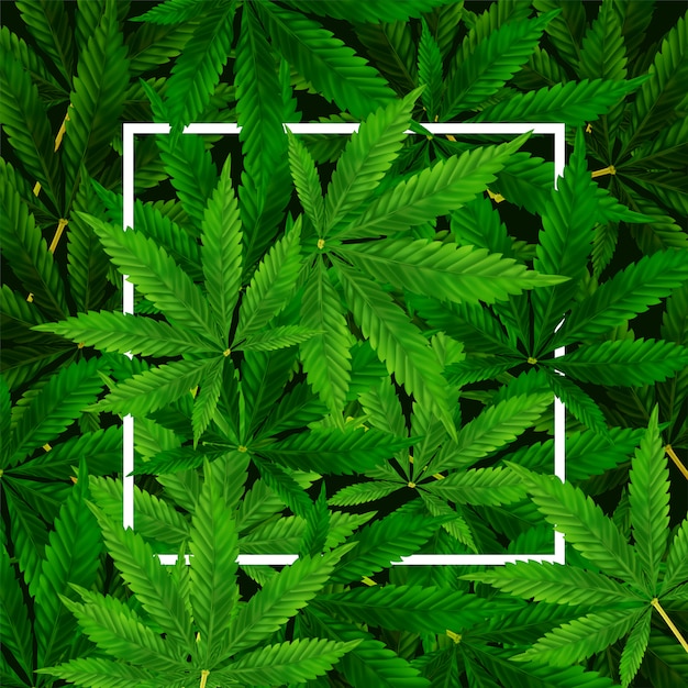 Фон листьев марихуаны или конопли. реалистичные иллюстрации завода в вид сверху.