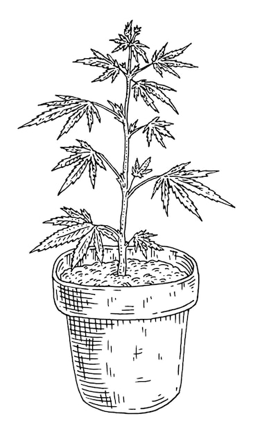 Marijuana plant with leaf in pot Vintage engraving