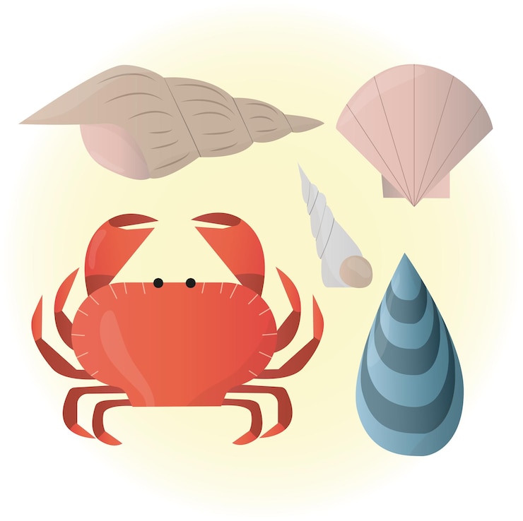 Vector marine collection in the form of a crab and several shells