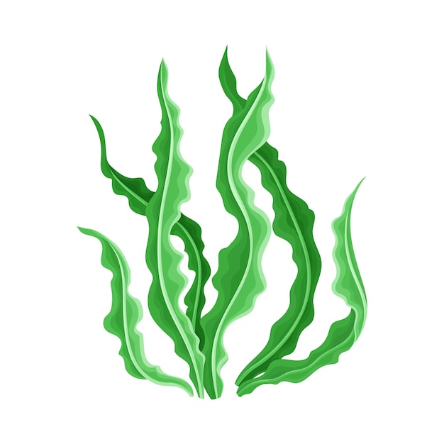 Vector marine colorful algae with ragged edges on the leaves vector illustration