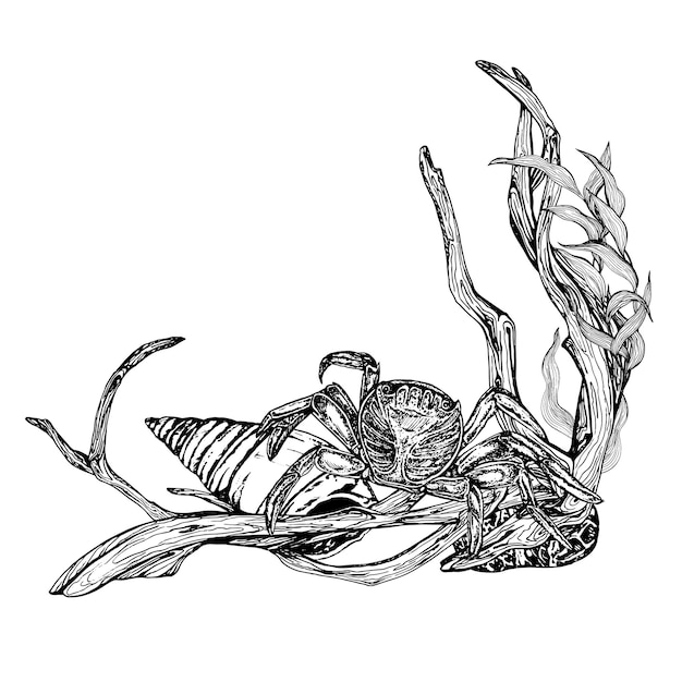 Marine composition crab sitting on snags shells and algae handdrawn graphics vector Illustration
