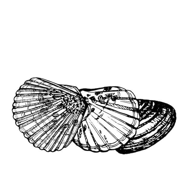 Marine composition of shells Black and white handdrawn graphics translated into vector