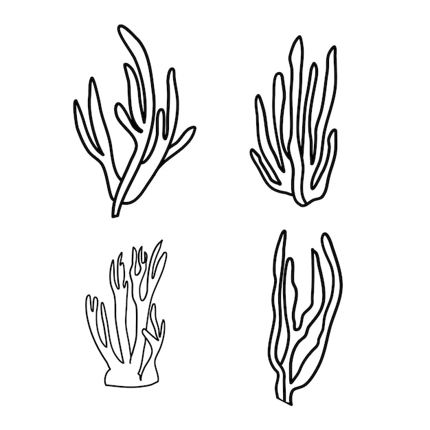 Vector marine corals line art. aquatic plants graphics. coral and seaweed. vector hand drawn.