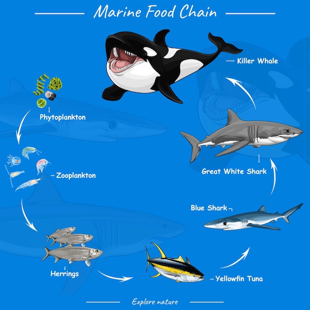 Vector marine food chain vector illustration of food chain in ocean