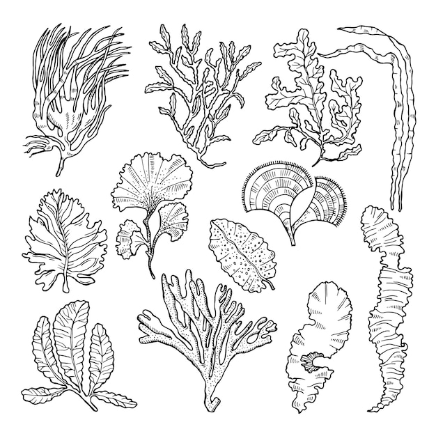 Marine sketch with different underwater plants