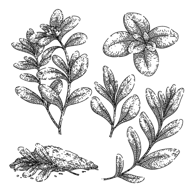 marjoram set sketch hand drawn vector